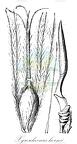 Xyroschoenus hornei