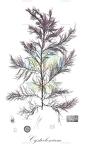 Cystoclonium