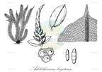 Adelothecium bogotense