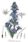 Calectasia cyanea