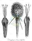Dasypogon bromeliifolius