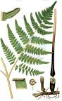 Pteridium aquilinum