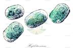Haplotaenium
