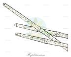 Haplotaenium