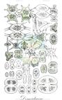 Desmidiaceae