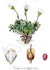 Diapensia lapponica