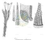 Dicranum ontariense
