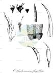 Orthodicranum flagellare