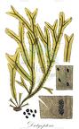 Dictyopteris