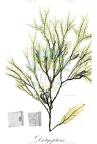 Dictyopteris