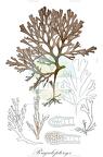 Rugulopteryx
