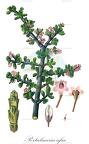 Portulacaria afra