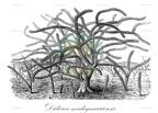 Didierea madagascariensis