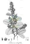 Tetracera alnifolia
