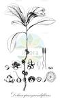 Doliocarpus grandiflorus