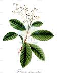 Tetracera sarmentosa
