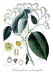 Schumacheria castaneifolia