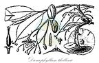 Dioncophyllum thollonii
