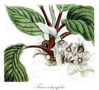 Dioscoreaceae