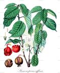 Stemonoporus affinis