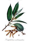 Cotylelobium scabriusculum