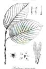 Pentacme siamensis