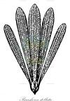 Parashorea stellata
