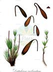Distichium inclinatum