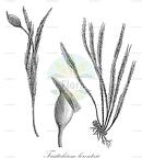 Tristichium lorentzii