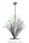 Doryanthes excelsa