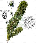 Aldrovanda vesiculosa