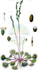 Drosera rotundifolia