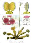 Dionaea muscipula
