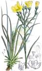 Drosophyllum lusitanicum