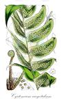 Cyrtomium caryotideum