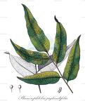 Phanerophlebia juglandifolia
