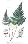 Polystichopsis pubescens