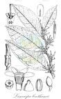 Lissocarpa benthamii