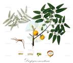 Diospyros montana