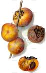 Diospyros virginiana