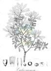 Euclea racemosa