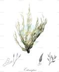 Ectocarpus