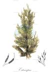 Ectocarpus