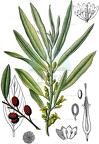 Elaeagnus angustifolia