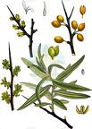 Hippophae rhamnoides