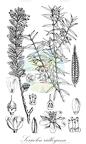 Sericolea ridleyana