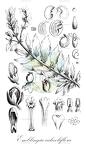 Emblingia calceoliflora
