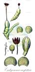 Endogemma caespiticia