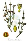 Ephedra distachya