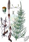 Equisetum arvense